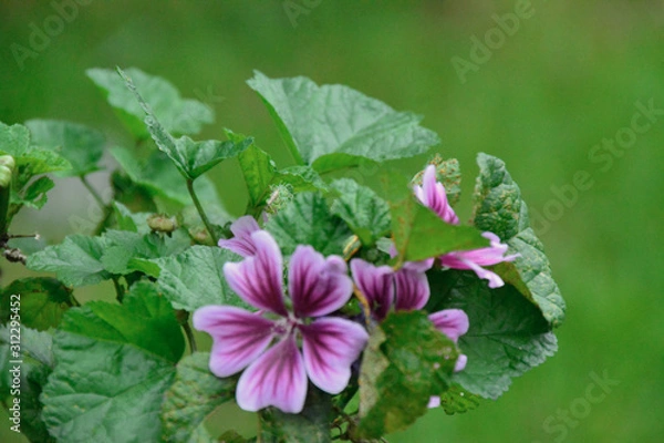 Obraz bees and flowers