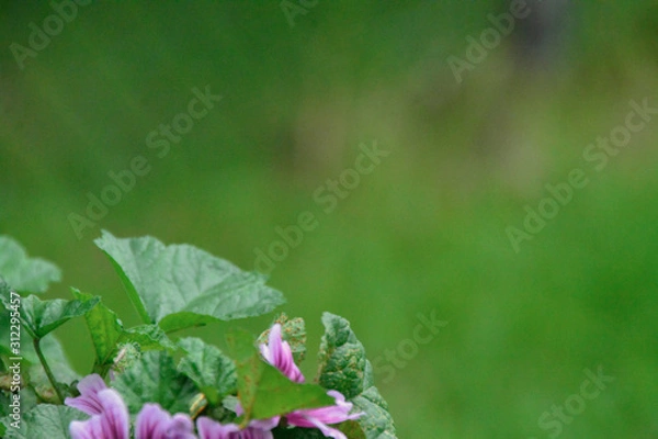 Obraz bees and flowers