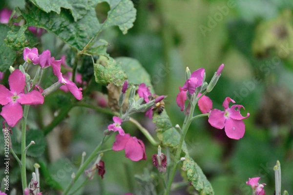 Obraz bees and flowers