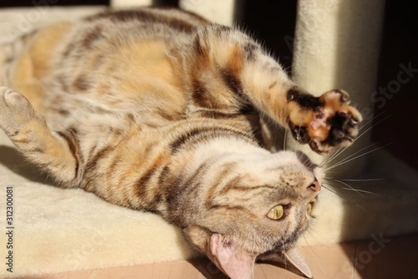 Obraz 肉球を見せる猫アメリカンショートヘアー