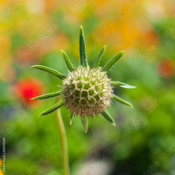 Fototapeta Green Flower