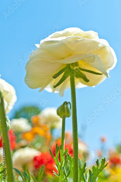 Fototapeta White Ranunculus