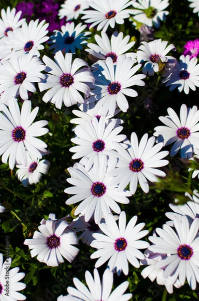 Fototapeta White Daisies