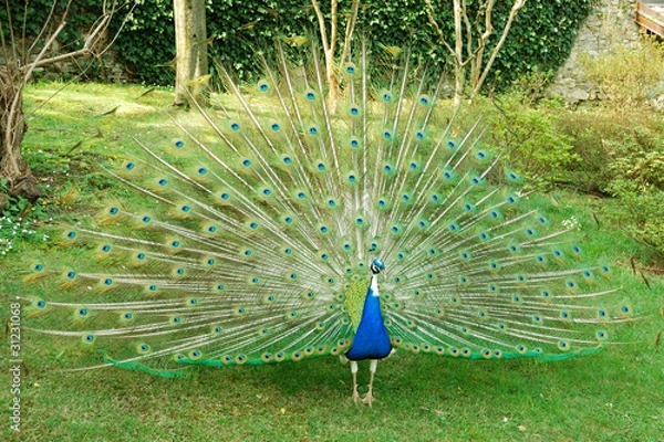 Obraz Peacock