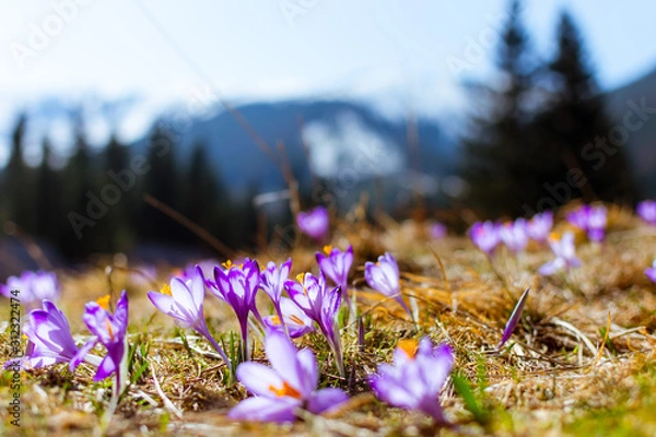 Fototapeta pola krokusów, wiosna, zakopane