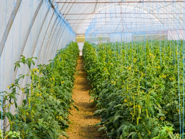 Fototapeta Tomatoes in the greenhouse. Tied tomatoes in the ranks of the gr
