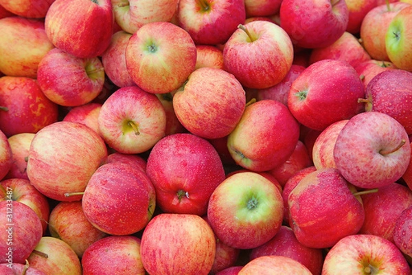 Obraz Riped red apples