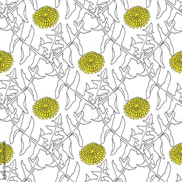 Fototapeta Dandelion hand drawn pattern.Taraxacum officinale