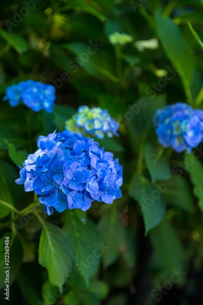 Fototapeta 青く咲くいた紫陽花