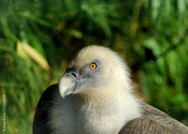 Fototapeta Griffon Vulture