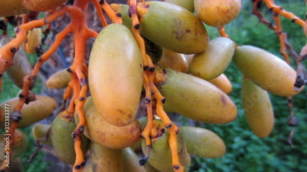 Fototapeta Fresh dates on the palm