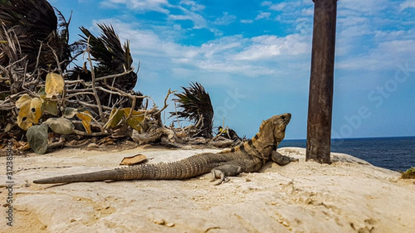 Fototapeta Iguana at the cliffs