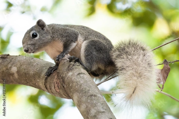 Fototapeta Close up quirrel on branch of tree.	