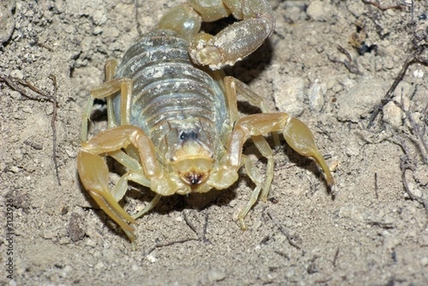 Fototapeta scorpion jaune