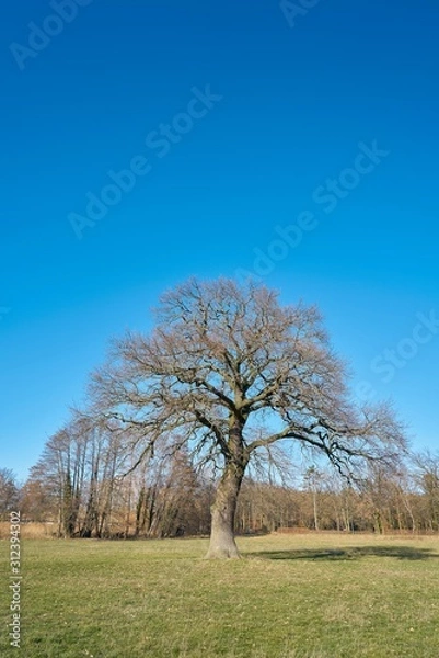 Obraz Oak on a meadow in spring