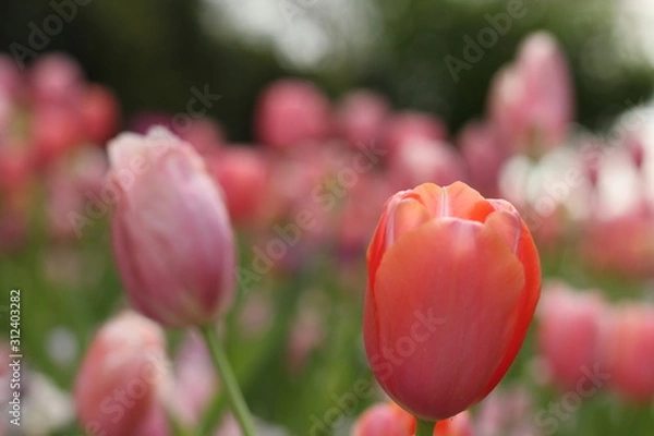 Obraz pink tulips in spring garden 
