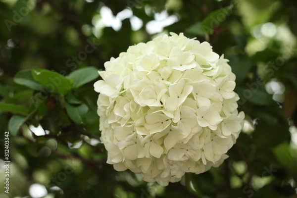 Fototapeta white spring flower