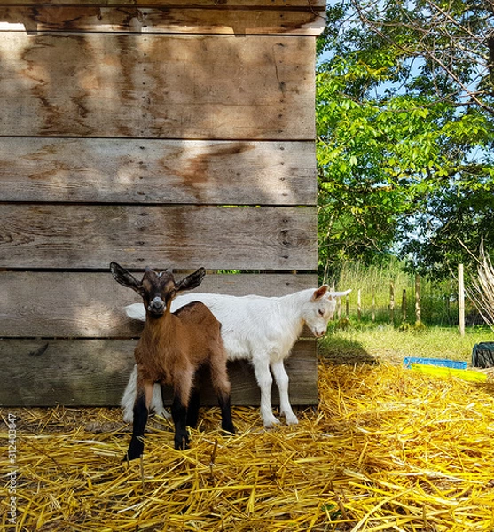 Obraz goat on a meadow