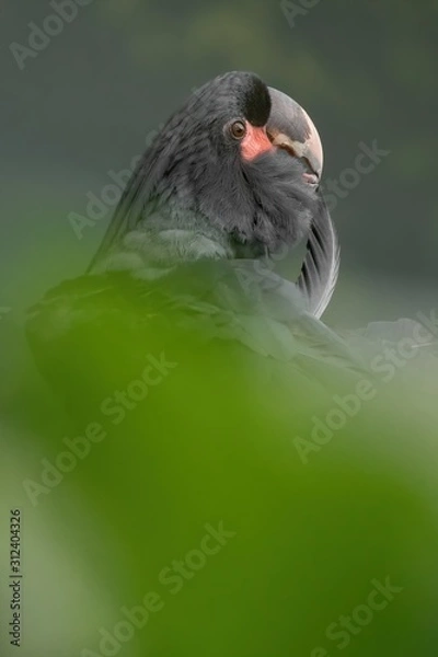 Fototapeta Palm cockatoo, Probosciger aterrimus, goliath, smoky-grey, black parrot with red cheeks, crest and very large beak, from New Guinea, Australia. Excellent portait of rare parrot sitting in green.