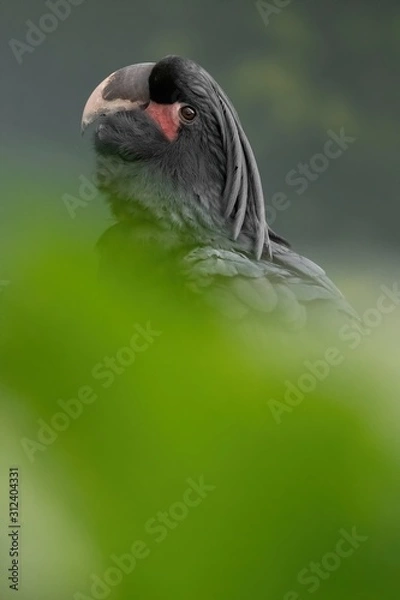 Fototapeta Palm cockatoo, Probosciger aterrimus, goliath, smoky-grey, black parrot with red cheeks, crest and very large beak, from New Guinea, Australia. Excellent portait of rare parrot sitting in green.