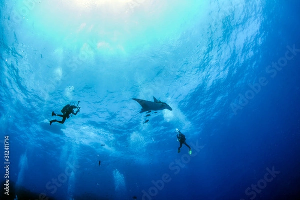 Obraz Manta Ray at Islas Revillagigedos, Mexico