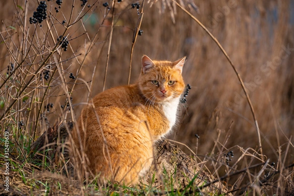 Obraz The red cat basks in the sun.