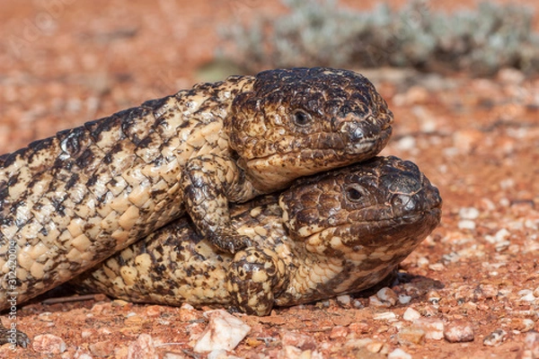 Fototapeta Shingle-back Lizard