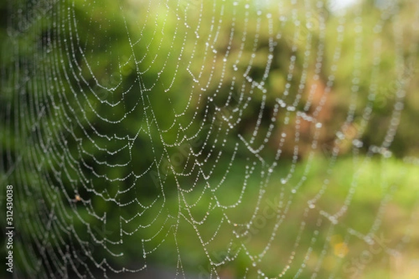 Fototapeta spider web with green background