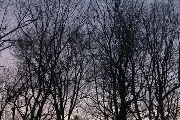 Obraz December trees,  twilight