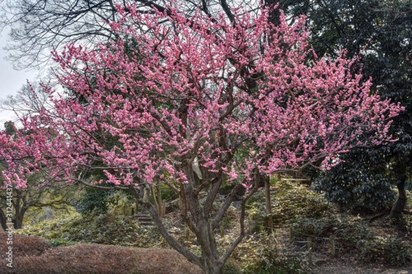 Fototapeta 京都御苑の梅