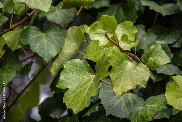 Fototapeta  green ivy leaves with green colors and autumn branches, leaves and summer nature