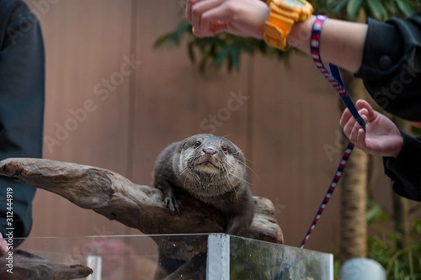 Obraz コツメカワウソ