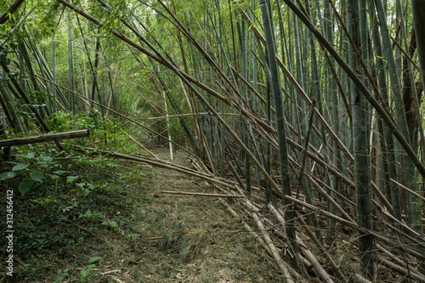 Obraz 台風被害を受けた放置竹林