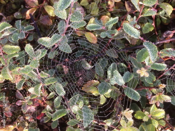 Obraz Cobweb with dew drops