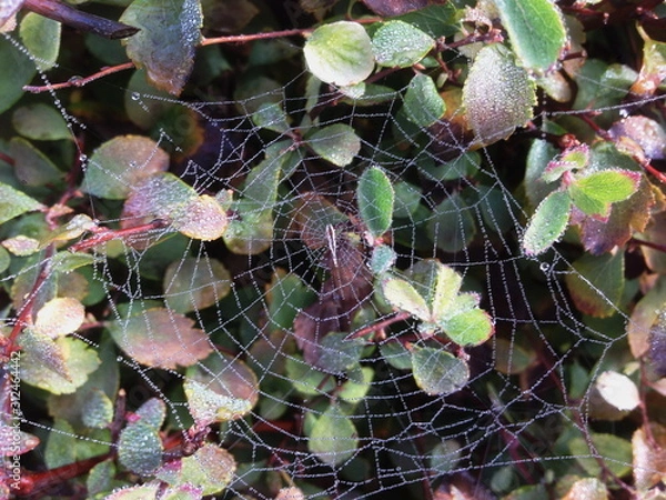 Obraz Cobweb with dew drops