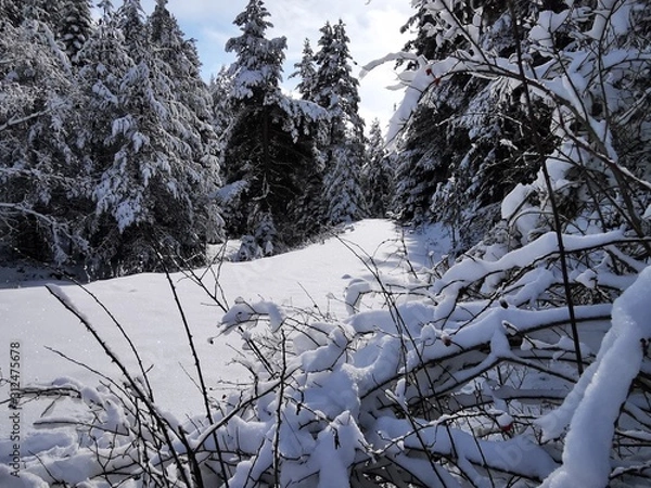 Obraz trees in winter