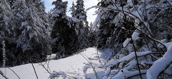 Obraz snow covered trees