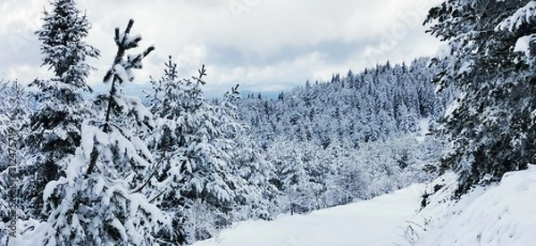 Obraz winter landscape with trees and snow