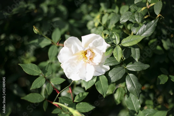 Obraz A beautiful white rose in the garden