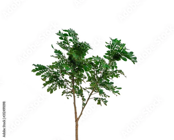 Fototapeta Natural green tree isolated on white background with selective focus