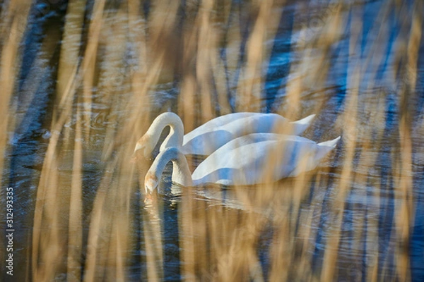Obraz A pair of beautiful white swans on a lake in Europe in spring