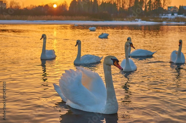 Obraz Swans at sunset in the middle of a lake in winter in Europe
