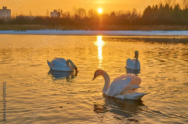 Obraz Swans at sunset in the middle of a lake in winter in Europe