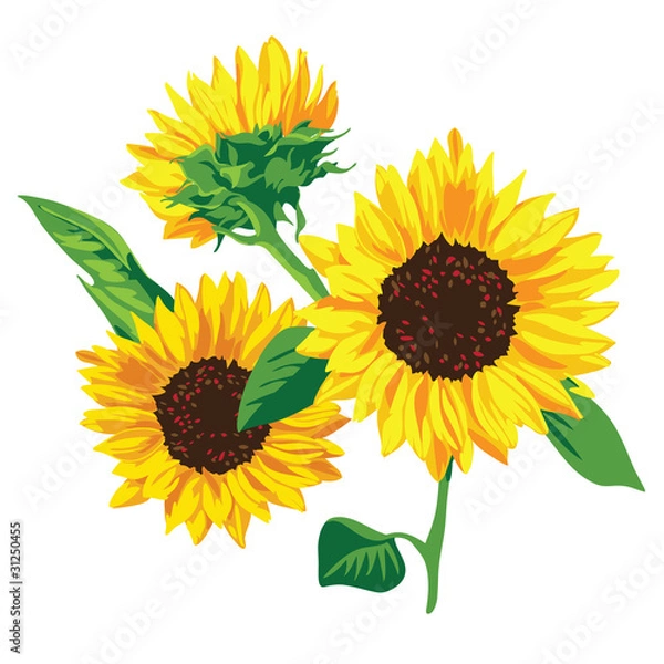 Fototapeta słonecznik