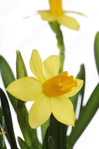 Fototapeta Yellow daffodils on a white background