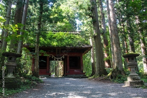 Fototapeta 【日本】参道の杉並木