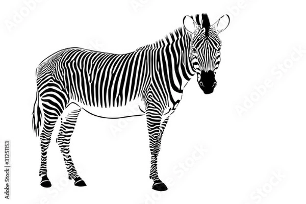 Obraz zebra staying isolate