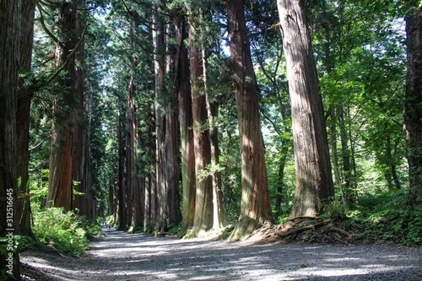 Fototapeta 【日本】参道の杉並木