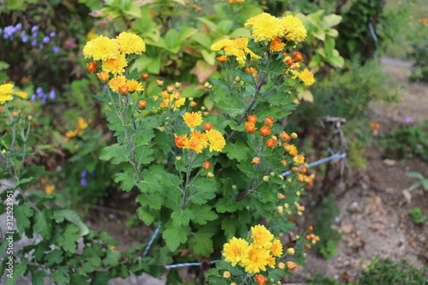 Fototapeta 黄色い菊の花