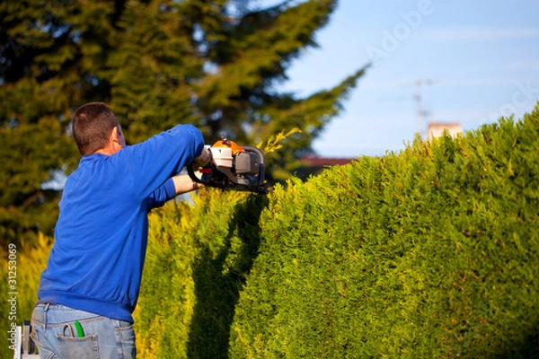 Obraz tailler une haie
